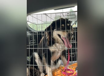 Lucy ❤️ offene, neugierige Hundedame