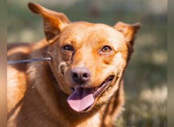 Sanfte SIMBA❤️eine liebevolle Seele - gerettet und bereit fürs Glück!