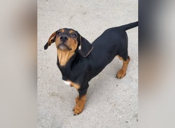 Jungrüde Faelan | goldiger Schatz