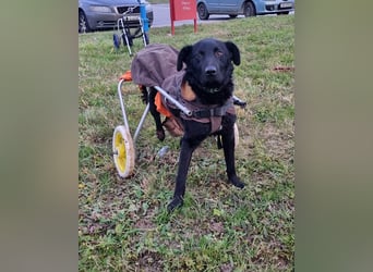 Floyd ❤️ liebenswerter, tapferer Kämpfer