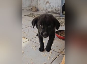 süße LIA❤️kleines Energiebündel sucht ein Für-Immer-Körbchen