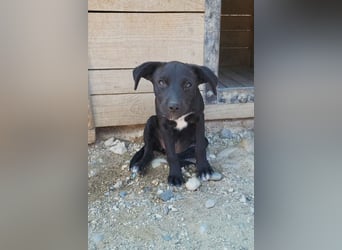 Kleine ♥ Ava ♥ süße schmusige freundliche Welpenschnute