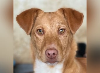 Novis, geb. ca. 09/2025, lebt in GRIECHENLAND, auf einer privaten Pflegestelle