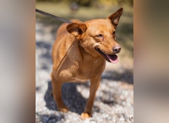 Sanfte SIMBA❤️eine liebevolle Seele - gerettet und bereit fürs Glück!