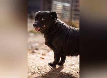 Liebste Lava - kuschelige, freundliche kleine Hündin