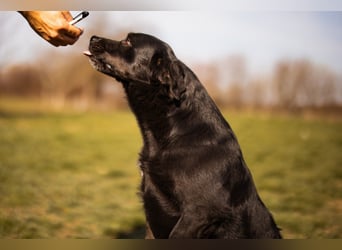 Süße OldLady ♥ Merry ♥ fröhliche, freundliche Hundedame