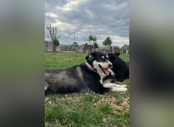 Lucy ❤️ offene, neugierige Hundedame