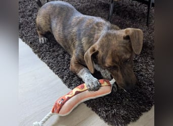 DRAGOS - bezaubernder, kleiner RÜde sucht sein Körbchen