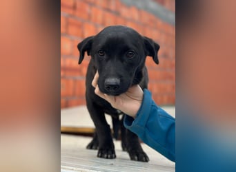 STEFAN❤️entzückender, schüchterner Jungrüde auf Körbchensuche