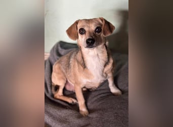 Sanfte ♥ Mirna ♥ wartet bereits in 67663 Kaiserslautern