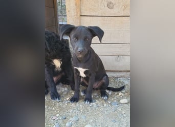 Kleine ♥ Ava ♥ süße schmusige freundliche Welpenschnute