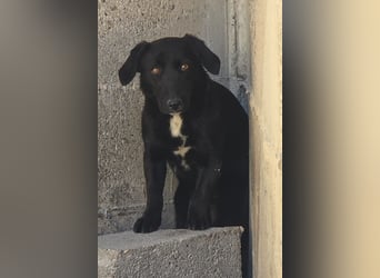 Schmusepfote Cassia ♥️ tolle Familienhündin