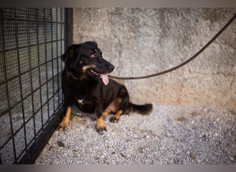 YARINA❤️zarte Hundedame: Lieb. Klug. Lernwillig.