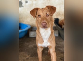 Novis, geb. ca. 09/2025, lebt in GRIECHENLAND, auf einer privaten Pflegestelle