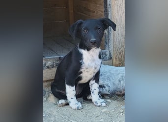 Welpenmädchen Chana ❤️ so verspielt & aufgeschlossen!
