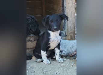 Welpenmädchen Chana ❤️ so verspielt & aufgeschlossen!
