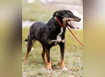 Rio ❤️ freundlicher Herzenshund sucht Familie!