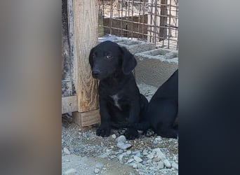 Welpenbub ♥ Spunky ♥ liebenswertes Familienmitglied auf 4 Pfoten