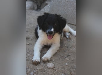 Süße ♥Suki♥ wartet bereits in 32130 Enger auf ihre Für-Immer-Menschen