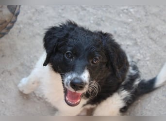 Süße ♥Suki♥ wartet bereits in 32130 Enger auf ihre Für-Immer-Menschen