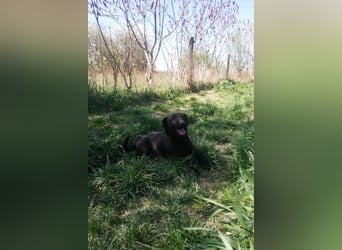 Fröhliche, kleine ♥Greta♥ zart, aber aktiv