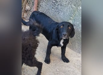 Cassia ♥️ liebe, sensible Fellnase sucht Sicherheit