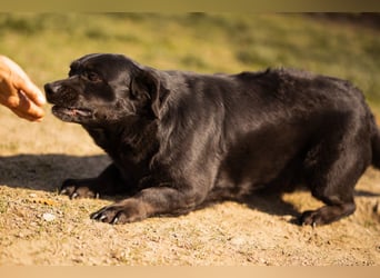 Süße OldLady ♥ Merry ♥ fröhliche, freundliche Hundedame