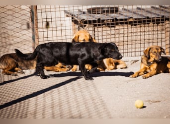 Cassia ♥️ liebe, sensible Fellnase sucht Sicherheit