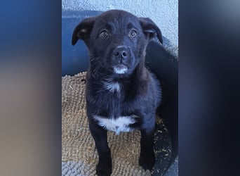 süße LIA❤️kleines Energiebündel sucht ein Für-Immer-Körbchen