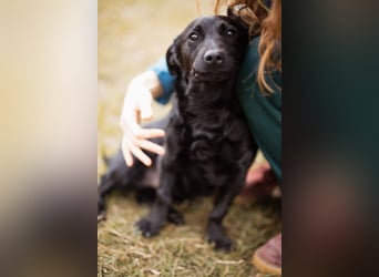Jungrüde Romy sucht sein Lebensglück