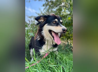 Lucy ❤️ offene, neugierige Hundedame