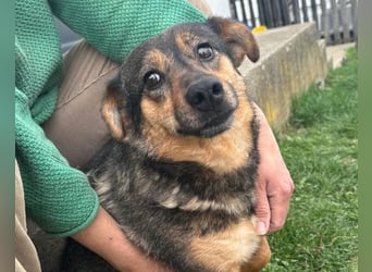 KENAI❤️kleine Kämpferin mit großem Herz & katzenverträglich