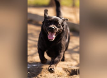 Süße OldLady ♥ Merry ♥ fröhliche, freundliche Hundedame