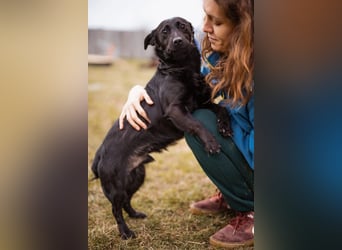 Jungrüde Romy sucht sein Lebensglück