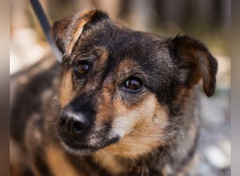 KENAI❤️kleine Kämpferin mit großem Herz & katzenverträglich