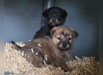 Timmy ❤️ junger, aktiver, so lieber Bub!