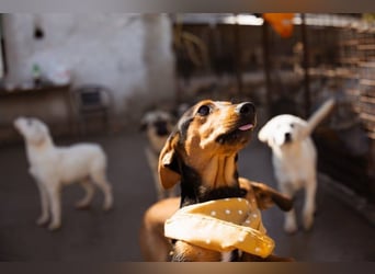 Jungrüde Faelan | goldiger Schatz