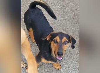 Jungrüde ♥ Faelan ♥ goldiger Schatz