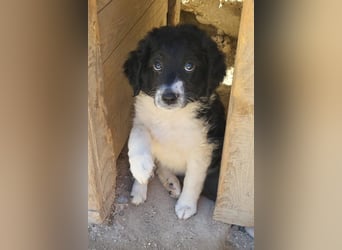 Süße ♥Suki♥ wartet bereits in 32130 Enger auf ihre Für-Immer-Menschen