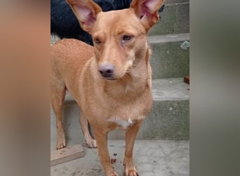 Sanfte SIMBA❤️eine liebevolle Seele - gerettet und bereit fürs Glück!