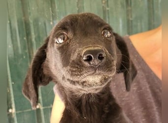 Welpenbub ♥ Spunky ♥ liebenswertes Familienmitglied auf 4 Pfoten