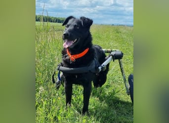 Floyd ❤️ liebenswerter, tapferer Kämpfer