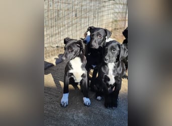 Monty - neugieriger, so lieber kleinerbleibender Hundebub