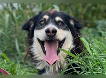 Lucy ❤️ offene, neugierige Hundedame