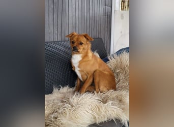 Liebste ♥Luna♥ klein, fein und stubenrein