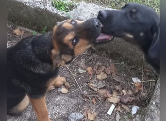 YARINA❤️zarte Hundedame: Lieb. Klug. Lernwillig.