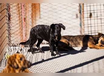 Schmusepfote Cassia ♥️ tolle Familienhündin