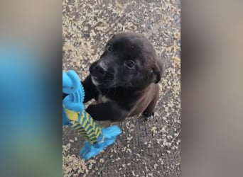 süße LIA❤️kleines Energiebündel sucht ein Für-Immer-Körbchen