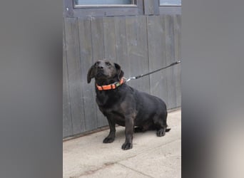 Freundlicher kleiner Rüde ♥ Grom ♥ lieber, sozialer Rüde im besten Alter