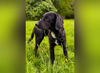 Elino ❤️ wartet bereits in 18059 Rostock auf dich!